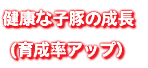 健康な子豚の成長 (育成率アップ）